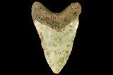 Fossil Megalodon Tooth - North Carolina #158202-2